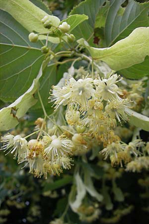 Tilia platyphyllos \ Sommer-Linde / Broad-Leaved Lime, D Weinheim an der Bergstraße 8.6.2009