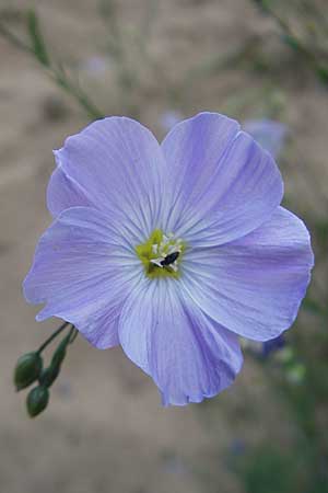 Linum perenne \ Ausdauernder Lein / Perennial Flax, D Darmstadt 17.6.2009