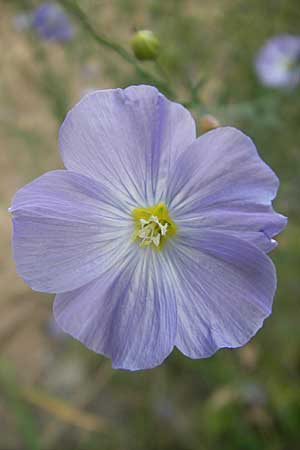 Linum perenne \ Ausdauernder Lein / Perennial Flax, D Darmstadt 17.6.2009