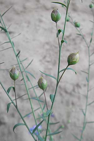Linum perenne \ Ausdauernder Lein / Perennial Flax, D Darmstadt 17.6.2009