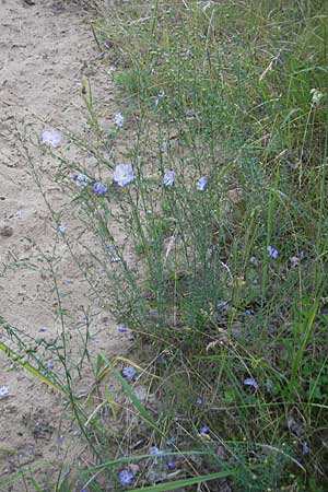 Linum perenne \ Ausdauernder Lein / Perennial Flax, D Darmstadt 17.6.2009