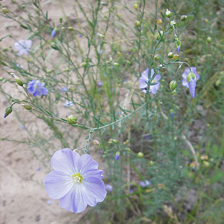 Linum perenne \ Ausdauernder Lein / Perennial Flax, D Darmstadt 17.6.2009