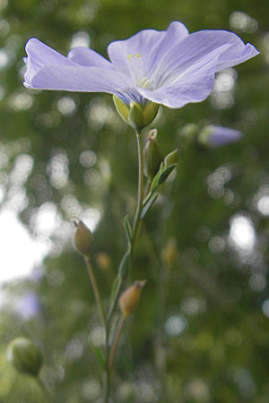 Linum perenne \ Ausdauernder Lein / Perennial Flax, D Darmstadt 17.6.2009