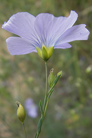 Linum perenne \ Ausdauernder Lein / Perennial Flax, D Darmstadt 17.6.2009