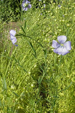Linum usitatissimum \ Echter Lein / Flax, D Botan. Gar.  Universit.  Mainz 11.7.2009