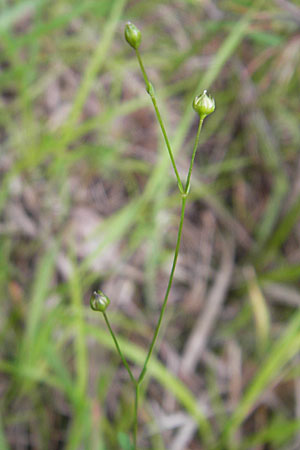 Linum catharticum \ Purgier-Lein / Fairy Flax, D Bad Dürkheim 19.7.2009