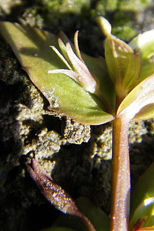 Lindernia dubia \ Amerikanisches Bchsenkraut, Groes Bchsenkraut / Yellowseed False Pimpernel, D Groß-Gerau 21.10.2009