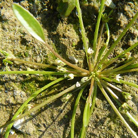 Limosella aquatica \ Schlammling, Wasser-Schlammkraut / Water Mudwort, D Karlsruhe 26.9.2009