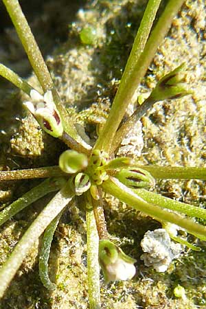 Limosella aquatica \ Schlammling, Wasser-Schlammkraut / Water Mudwort, D Karlsruhe 26.9.2009