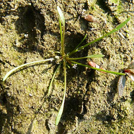 Limosella aquatica \ Schlammling, Wasser-Schlammkraut / Water Mudwort, D Karlsruhe 26.9.2009