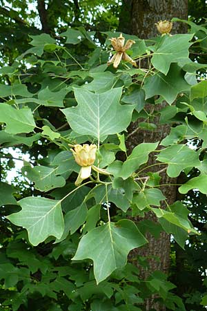 Liriodendron tulipifera \ Tulpenbaum / American Tulip Tree, D Passau 12.6.2014