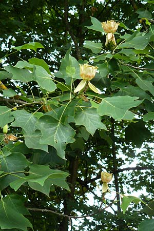 Liriodendron tulipifera \ Tulpenbaum / American Tulip Tree, D Passau 12.6.2014