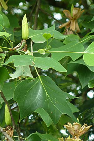 Liriodendron tulipifera \ Tulpenbaum / American Tulip Tree, D Passau 12.6.2014