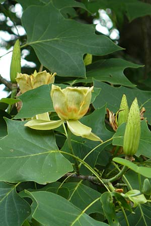 Liriodendron tulipifera \ Tulpenbaum / American Tulip Tree, D Passau 12.6.2014