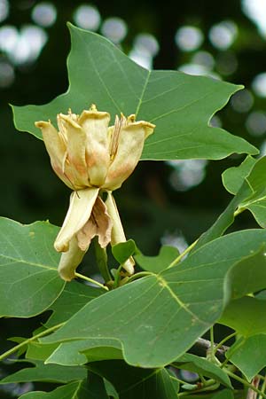 Liriodendron tulipifera \ Tulpenbaum / American Tulip Tree, D Passau 12.6.2014