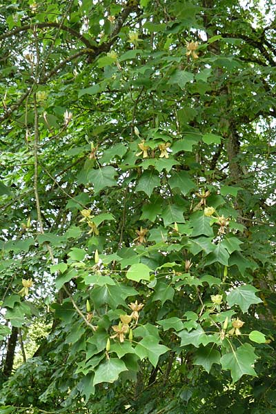 Liriodendron tulipifera \ Tulpenbaum / American Tulip Tree, D Passau 12.6.2014