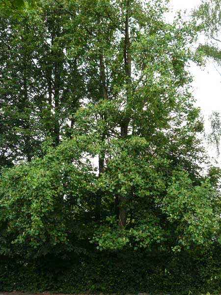 Liriodendron tulipifera \ Tulpenbaum / American Tulip Tree, D Passau 12.6.2014