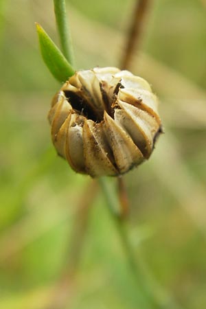 Linum perenne \ Ausdauernder Lein / Perennial Flax, D Eching 30.7.2011