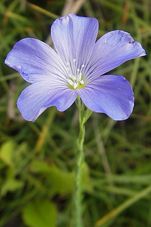 Linum perenne \ Ausdauernder Lein / Perennial Flax, D Eching 30.7.2011