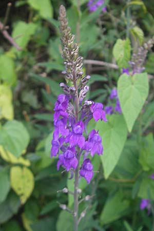 Linaria purpurea \ Purpurrotes Leinkraut / Purple Toadflax, D Franken/Franconia Ebermannstadt 6.8.2011