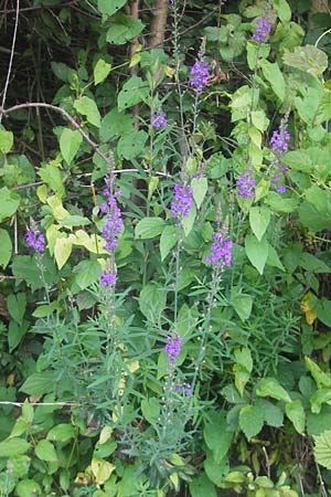 Linaria purpurea \ Purpurrotes Leinkraut / Purple Toadflax, D Franken/Franconia Ebermannstadt 6.8.2011
