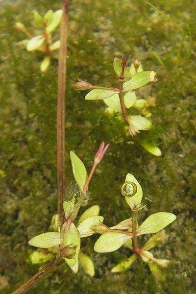 Lindernia procumbens \ Liegendes Bchsenkraut / Prostrate False Pimpernel, D Kehl 7.9.2011