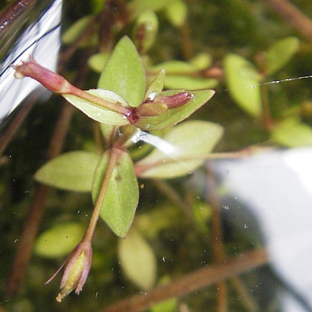 Lindernia procumbens \ Liegendes Bchsenkraut / Prostrate False Pimpernel, D Kehl 7.9.2011
