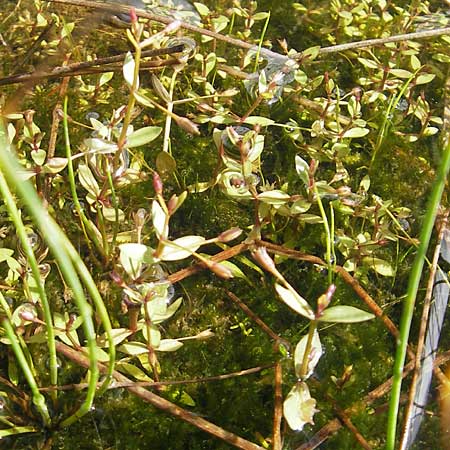 Lindernia procumbens \ Liegendes Bchsenkraut / Prostrate False Pimpernel, D Kehl 7.9.2011