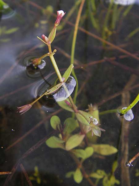 Lindernia procumbens \ Liegendes Bchsenkraut / Prostrate False Pimpernel, D Kehl 7.9.2011
