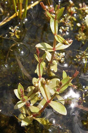Lindernia procumbens \ Liegendes Bchsenkraut / Prostrate False Pimpernel, D Kehl 28.7.2012