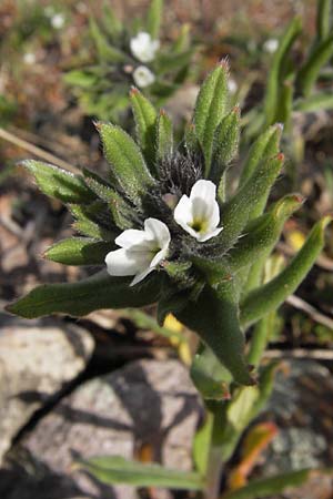 Buglossoides arvensis subsp. arvensis \ Acker-Steinsame, Acker-Rindszunge / Field Gromwell, D Mannheim 13.4.2013