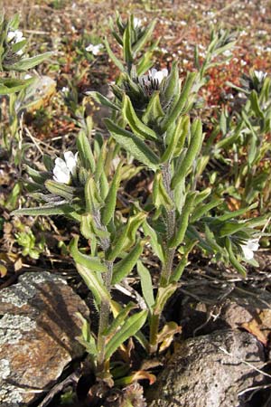 Buglossoides arvensis subsp. arvensis \ Acker-Steinsame, Acker-Rindszunge / Field Gromwell, D Mannheim 13.4.2013
