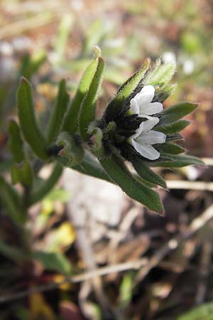 Buglossoides arvensis subsp. arvensis \ Acker-Steinsame, Acker-Rindszunge / Field Gromwell, D Mannheim 13.4.2013