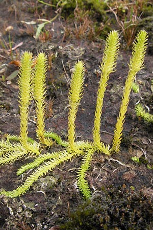 Lycopodiella inundata \ Sumpf-Brlapp / Marsh Clubmoss, D Wetter 7.9.2013