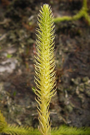 Lycopodiella inundata \ Sumpf-Brlapp / Marsh Clubmoss, D Wetter 7.9.2013