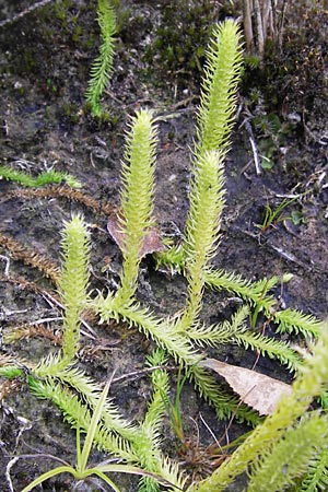 Lycopodiella inundata \ Sumpf-Brlapp / Marsh Clubmoss, D Wetter 7.9.2013