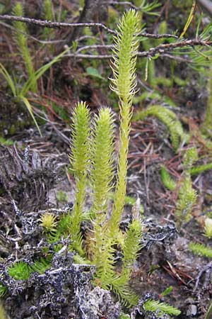 Lycopodiella inundata \ Sumpf-Brlapp / Marsh Clubmoss, D Wetter 7.9.2013