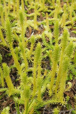 Lycopodiella inundata \ Sumpf-Brlapp / Marsh Clubmoss, D Wetter 7.9.2013