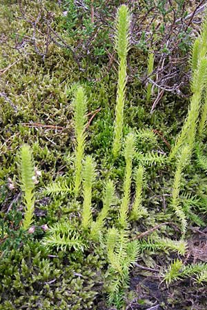 Lycopodiella inundata \ Sumpf-Brlapp / Marsh Clubmoss, D Wetter 7.9.2013