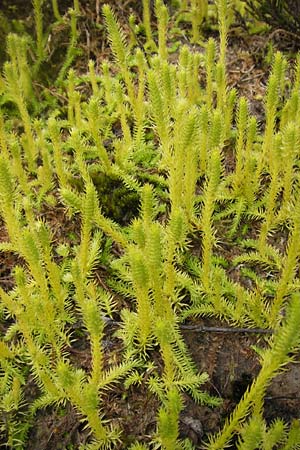 Lycopodiella inundata \ Sumpf-Brlapp / Marsh Clubmoss, D Wetter 7.9.2013
