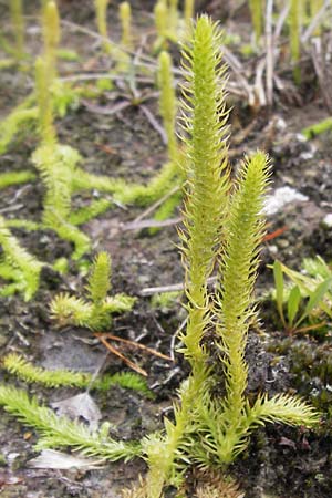 Lycopodiella inundata \ Sumpf-Brlapp / Marsh Clubmoss, D Wetter 7.9.2013
