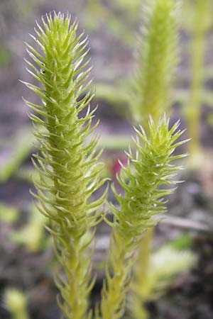 Lycopodiella inundata \ Sumpf-Brlapp / Marsh Clubmoss, D Wetter 7.9.2013