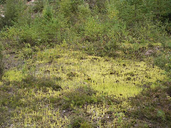 Lycopodiella inundata \ Sumpf-Brlapp / Marsh Clubmoss, D Wetter 7.9.2013
