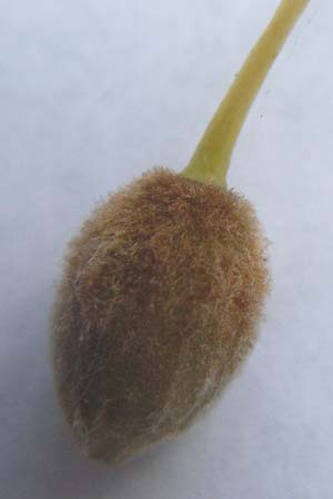 Tilia cordata \ Winter-Linde / Small-Leaved Lime, D Mannheim 22.9.2013