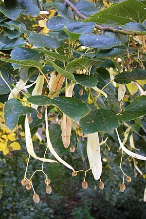 Tilia cordata \ Winter-Linde / Small-Leaved Lime, D Mannheim 22.9.2013