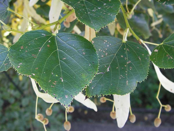 Tilia cordata \ Winter-Linde / Small-Leaved Lime, D Mannheim 22.9.2013