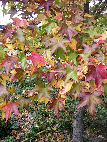 Liquidambar styraciflua \ Amber-Baum / Sweet Gum Tree, D Mannheim 30.9.2014