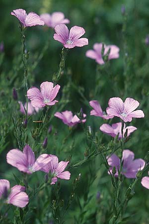Linum viscosum \ Klebriger Lein / Sticky Flax, D Hurlach 16.7.2005