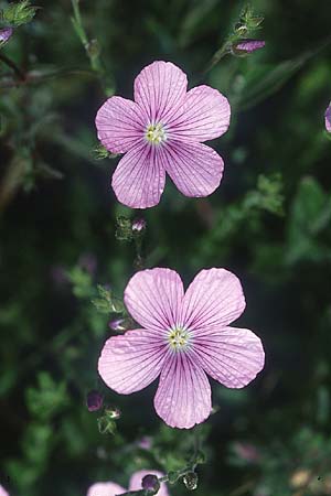 Linum viscosum \ Klebriger Lein / Sticky Flax, D Hurlach 16.7.2005