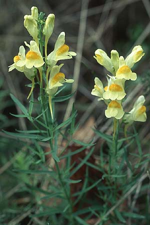 Linaria vulgaris, Common Toadflax Linaria vulgaris, Common Toadflax